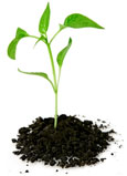 Planta